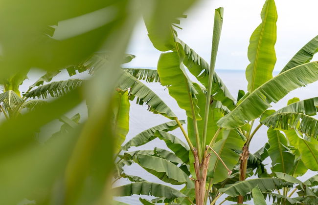 Escarpa - the Madeira Hideaway - Foto 58