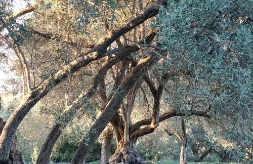 Suite of light rooms - Foto 41