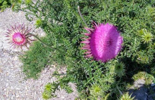 Ljubica Comfortable Apartment - Foto 39