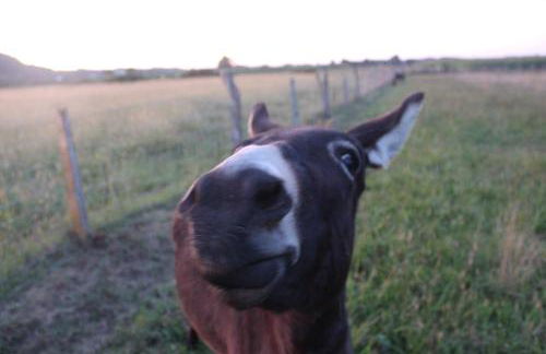 Gîtes L'Escargot Bleu - Foto 29