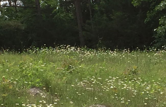 Cherokee mountain log cabin resort - Foto 72