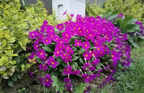 Domek na wsi Wiejsko Czarodziejsko - Agroturystyka Podlasie - Foto 59