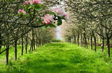 Harrys Hideout - Shepherd's Huts at Harrys Cottages - Foto 41