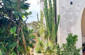 Villa Aeonium - Foto 47