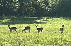 Leśny Park Polanica - Foto 10