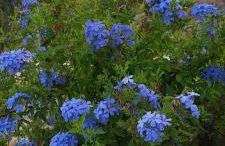 Passione Mare - Foto 17