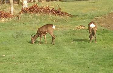 Fern Lodge - Luxury Lodge with steamroom in Perthshire - Photo 26