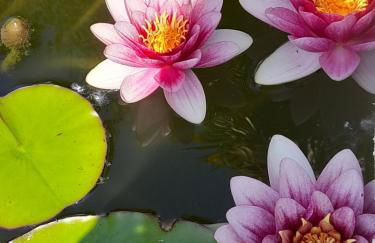 Domaine de l'Ermitage - Foto 41