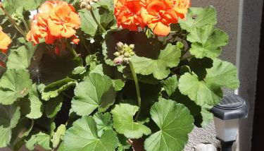 SeidelsFerienparadiesGahlenz - Photo 2