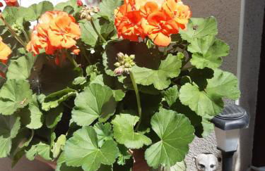 SeidelsFerienparadiesGahlenz - Foto 2