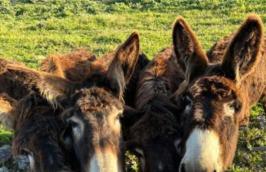 Cassa Azzurra - Foto 23