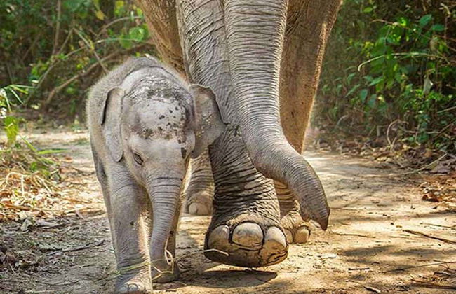 Visita ao santuário de elefantes - Foto 2