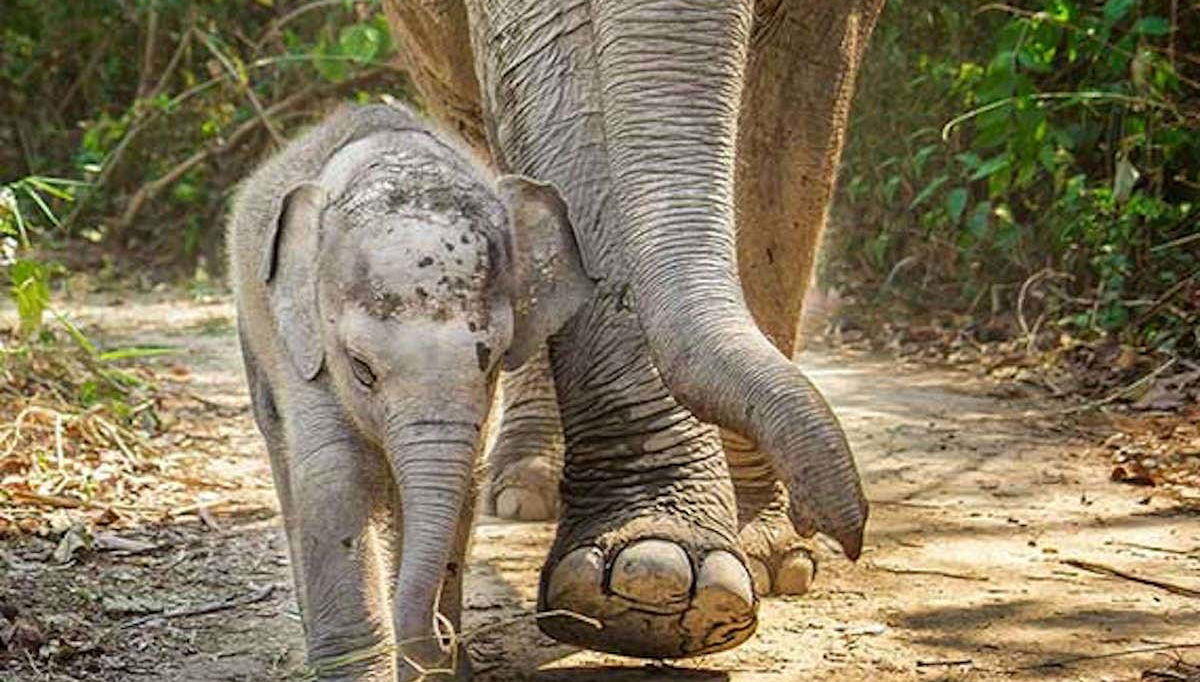 Elephant Sanctuary Trip - Foto 1