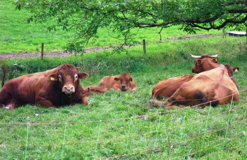 Comfortable Holiday Home in a Beautiful Location - Foto 25