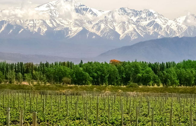 Wine Tasting and Winery Tour - Foto 6