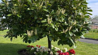 Cunninghame 3 - Foto 4