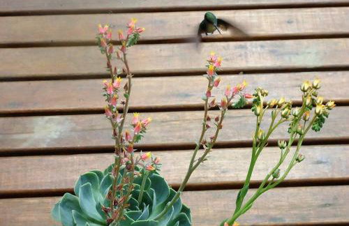 Alugo minha casa na floresta! - Foto 20