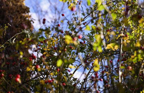 Sleep Space 1 - Green&Tiny Spot Osterwieck Birkenmühle - Foto 25