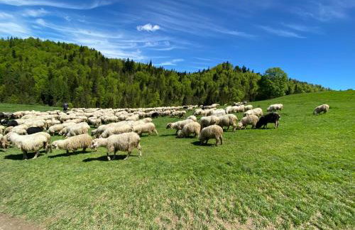 Apartamenty w Maniowach - Foto 54