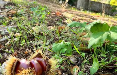 Il Trullo E Il Fortino - Foto 46