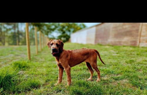 Tarnside Cottages - Foto 31