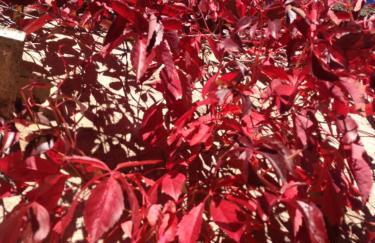 Ciudad Encantada Tio Daniel - Foto 52