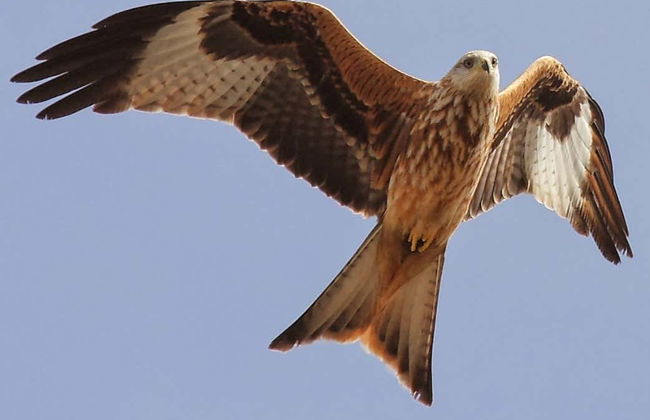 Avistamento de aves na Sierra de Aracena - Foto 1
