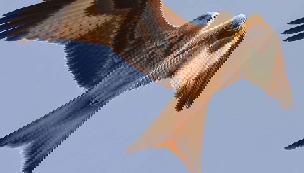 Aves rapaces en la Sierra de Aracena