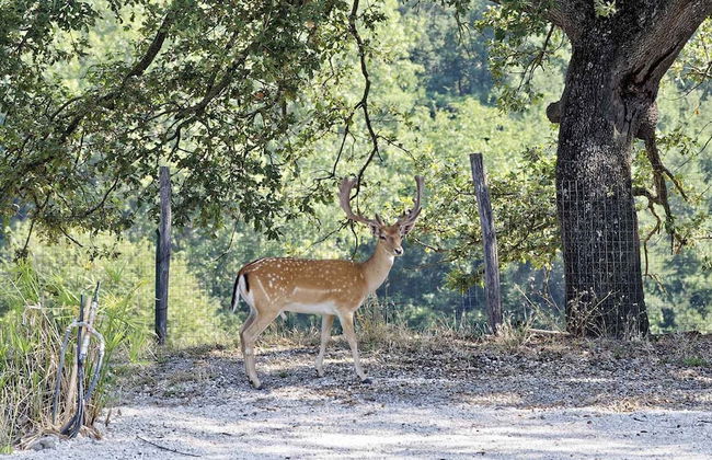 Il Daino Bianco Country Hotel - Foto 48