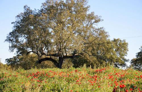 Monte da Boavista - Country family house - Foto 73