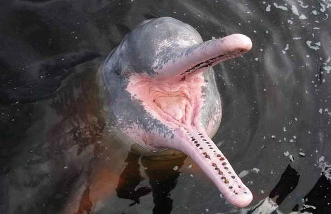 Tour por Alter do Chão al completo - Foto 1