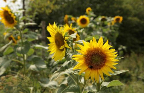 Große Ferienwohnung in Peetzig am See - Foto 74