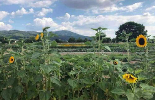 Apartment Ferienregion Bergstraße - Foto 19