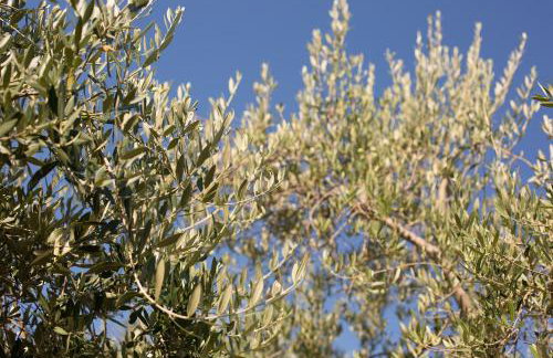 Villa Mir - Photo 79