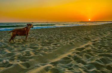 Silverstrand Beach House - Photo 7