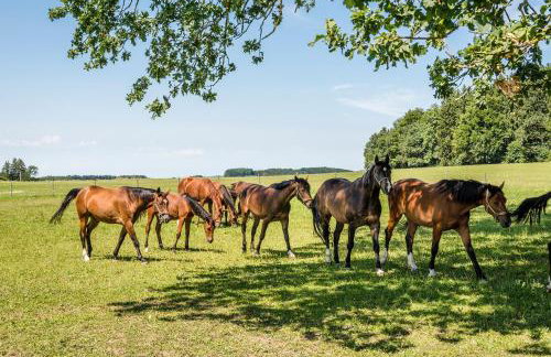 Ferienwohnungen Gut Fasanenhöhe - Photo 10