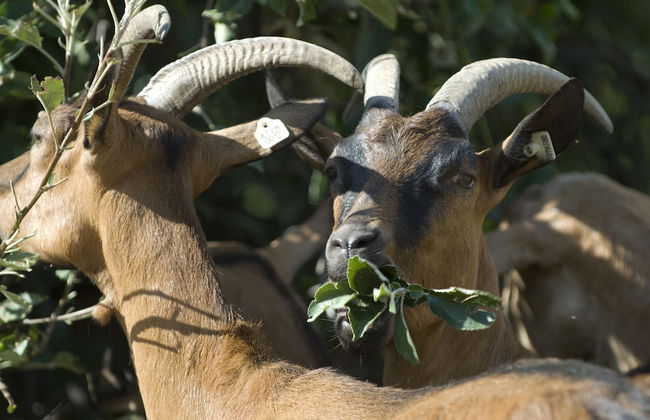 La Luna Buona - Foto 10