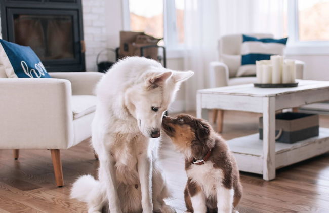 Le Sherpa -spa Billard et acc s au lac - Foto 3