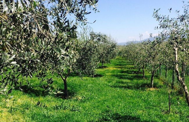 Bio Agriturismo Valle dei Calanchi - Foto 67