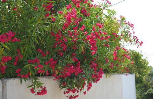 Poseidi - Villa Olivia - Foto 47