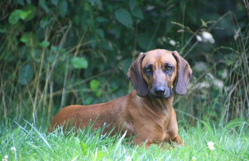 Ferienwohnung Maifeld - Foto 19