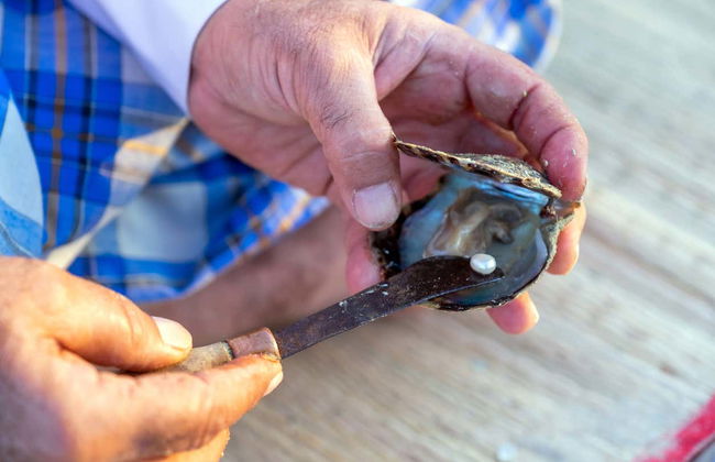 Visite d'un élevage de perles de culture Suwaidi - Photo 3