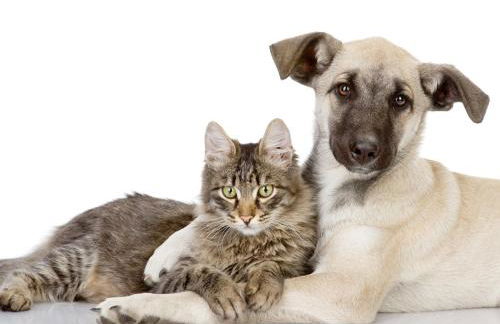 Green House - Photo 37