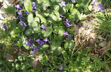 SO MAGIC - La casa nel bosco - Foto 58