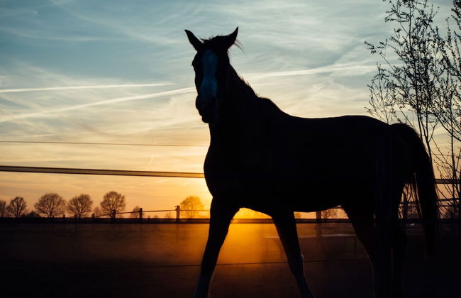 Lamperse hei - Photo 33