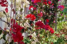 Ferienwohnung mit Panoramablick in der Finca Gran Calma - ideal für Wanderer - Foto 28