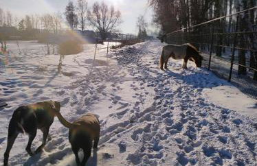 Gniazdo w Felicjanowie - Foto 78