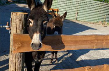 Ferienhof Ostarle - Foto 76