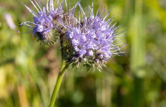 'Bramley' Hut on private farm - Foto 9