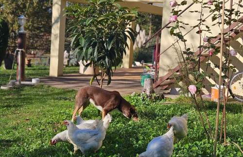 Golden Valley apartment & ranch - Foto 11